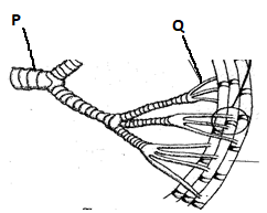 Grasshopper Respiratory System
